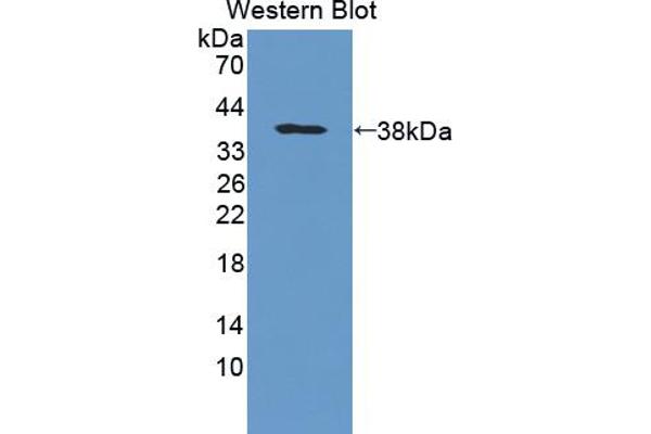 PTPRG Antikörper  (AA 848-1119)