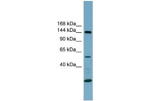 WB Suggested Anti-ITGA8 Antibody Titration:  0. (ITGA8 Antikörper  (N-Term))