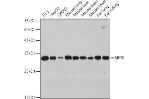Western blot analysis of extracts of various cell lines, using SBDS antibody (ABIN7270289) at 1:1000 dilution. (SBDS Antikörper)