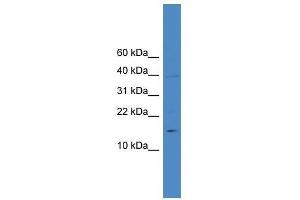 IL17A antibody used at 0. (Interleukin 17a Antikörper  (N-Term))