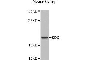 Western blot analysis of extracts of mouse kidney, using SDC4 antibody (ABIN5970935) at 1/1000 dilution. (SDC4 Antikörper)