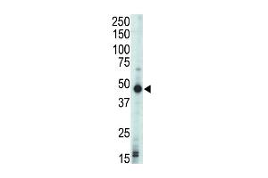 Western blot analysis of anti-PRKAR1B Pab in mouse liver tissue lysate (Protein Kinase A beta (AA 50-80), (N-Term), (Regulatory Subunit 1) Antikörper)