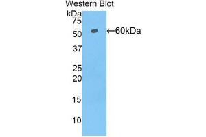 Western blot analysis of the recombinant protein. (TRF1 Antikörper  (AA 148-428))