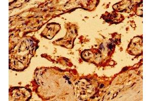 Immunohistochemistry of paraffin-embedded human placenta tissue using ABIN7161270 at dilution of 1:100