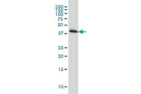 Pleckstrin antibody  (AA 121-230)