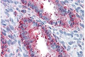 Anti-ENTPD2 antibody  ABIN960773 IHC staining of human uterus. (ENTPD2 Antikörper  (Internal Region))