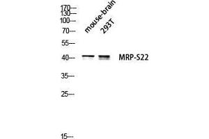Western Blot (WB) analysis of Mouse Brain 293T lysis using MRP-S22 antibody.