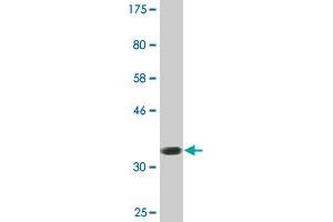Western Blot detection against Immunogen (36. (AATK Antikörper  (AA 161-260))