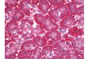 Anti-PFDN5 / MM1 antibody IHC staining of human pancreas. (PFDN5 Antikörper  (HRP))
