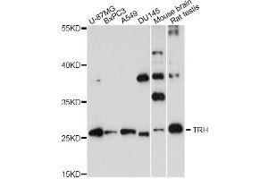 Western blot analysis of extracts of various cell lines, using TRH antibody (ABIN6292426) at 1:3000 dilution. (TRH Antikörper)