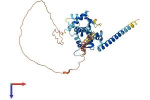 MAGEB10 Protein (AA 1-347) (His tag)