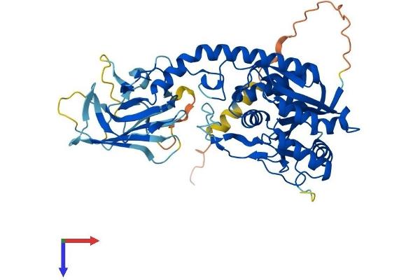 B3GALNT2 Protein (AA 1-500) (His tag)