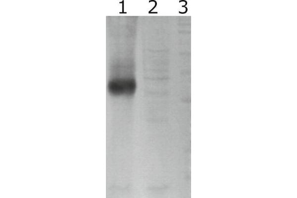 GFRA3 anticorps