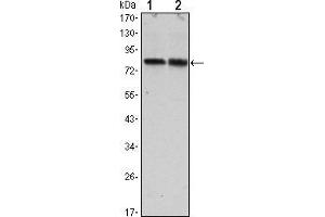 Western blot analysis using CRTC2 mouse mAb against Hela (1) and HEK293 (2) cell lysate. (CRTC2 Antikörper)