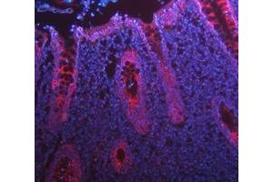 IF analysis of Cytokeratin 8/KRT8 using anti-Cytokeratin 8/KRT8 antibody (ABIN5518853). (KRT8 Antikörper  (AA 107-325))