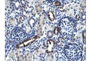 Image no. 1 for anti-Ts Translation Elongation Factor, Mitochondrial (TSFM) (AA 76-125) antibody (ABIN6735975) (TSFM Antikörper  (AA 76-125))