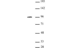 STAT3 antibody (pAb) tested by Western blot. (STAT3 Antikörper  (N-Term))