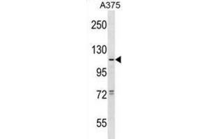 Western Blotting (WB) image for anti-Taste Receptor, Type 1, Member 1 (TAS1R1) antibody (ABIN2998828) (TAS1R1 Antikörper)