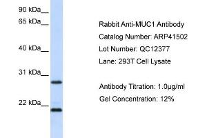 Western Blotting (WB) image for anti-Mucin 1 (MUC1) (N-Term) antibody (ABIN502127) (MUC1 Antikörper  (N-Term))