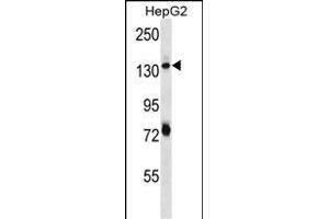 PLEKHH1 Antibody (C-term) (ABIN656704 and ABIN2845936) western blot analysis in HepG2 cell line lysates (35 μg/lane). (PLEKHH1 Antikörper  (C-Term))
