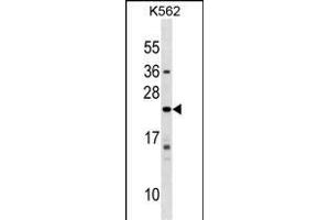 IFNA10 Antibody (C-term) (ABIN1536759 and ABIN2849164) western blot analysis in K562 cell line lysates (35 μg/lane). (IFNA10 Antikörper  (C-Term))