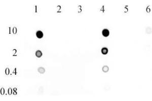 5-Hydroxymethylcytosine (5-hmC) antibody (mAb) tested by dot blot analysis. (5-Hydroxymethylcytosine Antikörper)