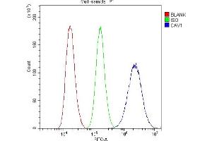 Flow Cytometry analysis of U87 cells using anti-Caveolin-1/CAV1 antibody (ABIN3043803). (Caveolin-1 Antikörper  (AA 4-178))