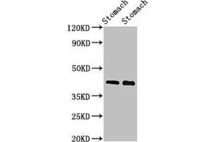 Western Blot Positive WB detected in: Rat stomach tissue, Mouse stomach tissue All lanes: POU3F1 antibody at 3 μg/mL Secondary Goat polyclonal to rabbit IgG at 1/50000 dilution Predicted band size: 46 kDa Observed band size: 46 kDa