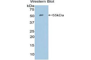 Western Blotting (WB) image for anti-Ephrin A4 (EFNA4) (AA 1-204) antibody (ABIN3204159) (EFNA4 Antikörper  (AA 1-204))