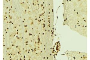 ABIN6276474 at 1/100 staining Mouse brain tissue by IHC-P. (MCM3 Antikörper  (N-Term))