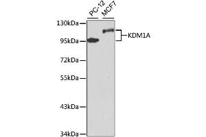Western blot analysis of extracts of various cell lines, using KDM1A antibody.