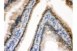 Anti- HINT1 Picoband antibody, IHC(P) IHC(P): Mouse Intestine Tissue (HINT1 Antikörper  (Middle Region))
