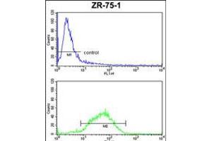 HSPA4L Antibody FC analysis of ZR-75-1 cells (bottom histogram) compared to a negative control cell (top histogram). (HSPA4L Antikörper  (C-Term))