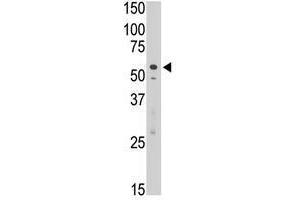 Image no. 1 for anti-Sialic Acid Binding Ig-Like Lectin 7 (SIGLEC7) (C-Term) antibody (ABIN357160) (SIGLEC7 Antikörper  (C-Term))