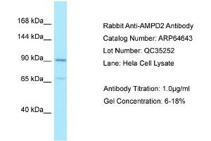 Western Blotting (WB) image for anti-Adenosine Monophosphate Deaminase 2 (AMPD2) (N-Term) antibody (ABIN970103) (AMPD2 Antikörper  (N-Term))