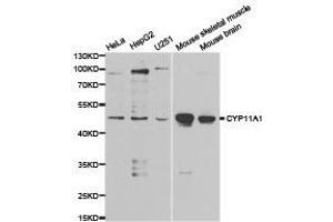 Western Blotting (WB) image for anti-Cytochrome P450, Family 11, Subfamily A, Polypeptide 1 (CYP11A1) antibody (ABIN1872152) (CYP11A1 Antikörper)
