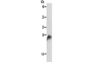 Western Blotting (WB) image for anti-Cytochrome C Oxidase Subunit VIIb (COX7B) antibody (ABIN2427629) (COX7B Antikörper)