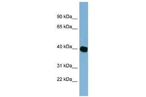 C14ORF148 antibody used at 1 ug/ml to detect target protein. (NOXRED1 Antikörper  (Middle Region))