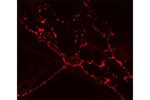 Indirect immunostaining of cultured hippocampus neurons (dilution 1 : 200). (SV2A Antikörper  (AA 2-17))