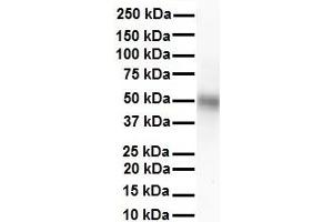 WB Suggested Anti-TRIM10 antibody Titration: 1 ug/mL Sample Type: Human heart (TRIM10 Antikörper  (N-Term))