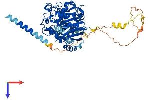 GXYLT1 Protein (AA 1-440) (His tag)