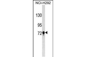 Western blot analysis in NCI-H292 cell line lysates (35ug/lane). (TGM3 Antikörper  (C-Term))