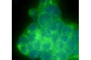 Immunocytochemistry (ICC) image for anti-CD90 (THY1) antibody (ABIN1854986) (CD90 Antikörper)