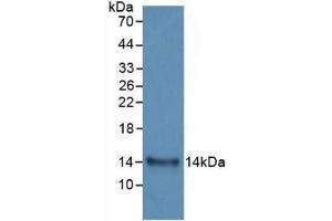 Western Blot; Sample: Recombinant IL33, Human. (IL-33 Antikörper  (AA 112-270))