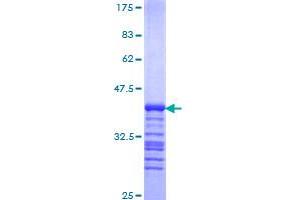 NF-kB p65 Protein (AA 432-505) (GST tag)