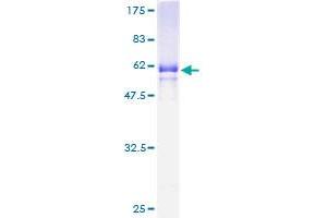 MFI2 Protein (AA 21-302) (GST tag)