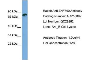 WB Suggested Anti-ZNF790  Antibody Titration: 0. (ZNF790 Antikörper  (N-Term))