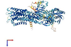 ATP11A Protein (AA 1-1134) (His tag)