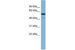 WB Suggested Anti-LAP3 Antibody Titration: 0.