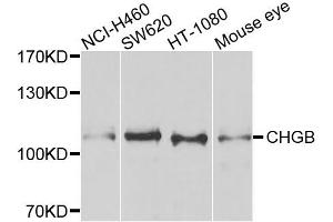 Western blot analysis of extracts of various cell lines, using CHGB antibody. (CHGB Antikörper)